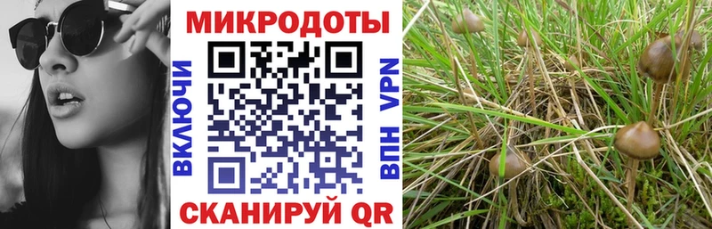 дарк нет состав  Короча  Галлюциногенные грибы Psilocybine cubensis 